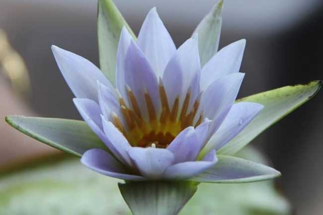 இலங்கையின் தேசிய மலர் குறித்து வௌியான உண்மை! இலங்கையின் தேசிய மலர் குறித்து வௌியான உண்மை!