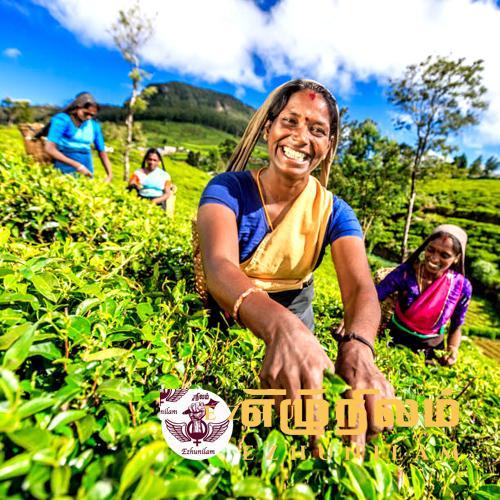 மலையகத்தின் பெண்மணிகள். மலையகத்தின் பெண்மணிகள்.