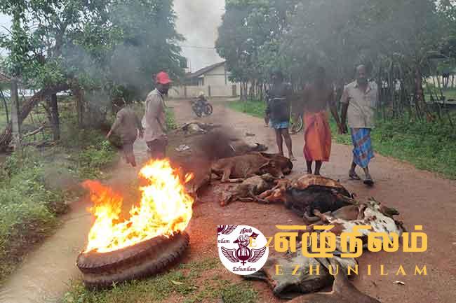 கிளிநொச்சியில் 160 க்கும் மேற்பட்ட மாடுகள் இறப்பு; கடும் குளிரே காரணம் கிளிநொச்சியில் 160 க்கும் மேற்பட்ட மாடுகள் இறப்பு; கடும் குளிரே காரணம்
