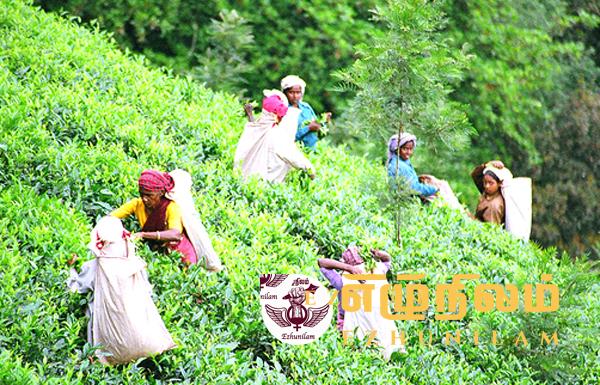 தேயிலைத் தொழிலுக்கு பெரும் ஆபத்து வருகிறது; தொழிலாளர்கள் பற்றாக்குறையால் முடங்கும் நிலை