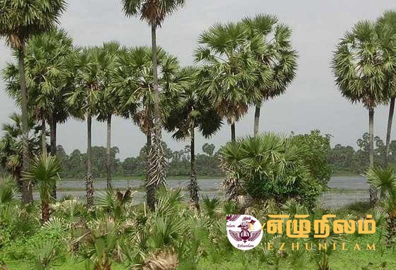 யாழில் இரவோடு இரவாக 200 பனை மரங்கள் அழிப்பு; பாராளுமன்ற உறுப்பினர் சிறிதரன் தெரிவிப்பு யாழில் இரவோடு இரவாக 200 பனை மரங்கள் அழிப்பு; பாராளுமன்ற உறுப்பினர் சிறிதரன் தெரிவிப்பு