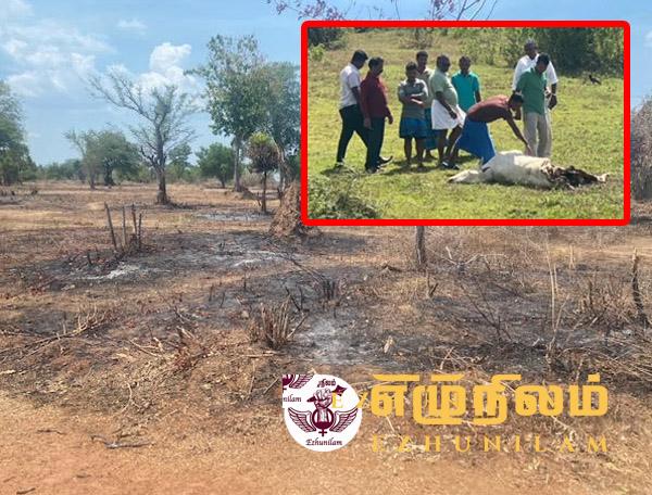 மயிலத்தமடு பகுதிகளில் மேய்ச்சல் தரைகள் தீ வைத்து அழிப்பு மயிலத்தமடு பகுதிகளில் மேய்ச்சல் தரைகள் தீ வைத்து அழிப்பு