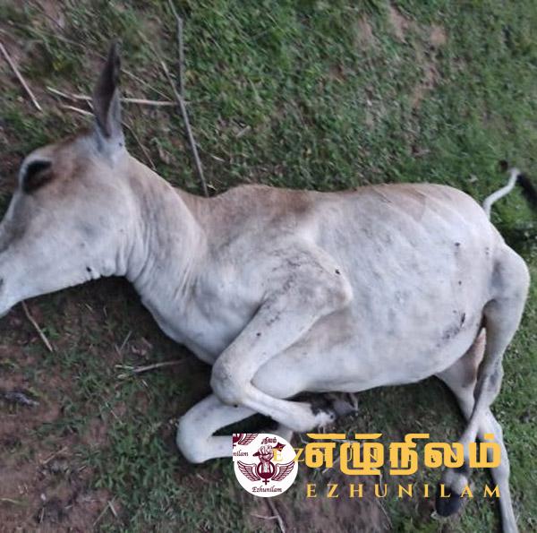 மட்டு மேய்ச்சல் தரையில் மாடுகள் சுட்டுக் கொலை மட்டு மேய்ச்சல் தரையில் மாடுகள் சுட்டுக் கொலை