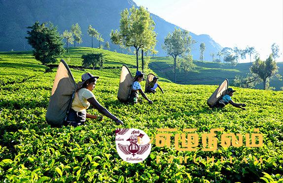 தோட்டத் தொழிலாளர்களின் சம்பள உயர்வு அலட்சியப் போக்கை பின்பற்றும் கம்பனிகள்; போராட்டத்திற்கு தயாராகும் இ.தொ.கா தோட்டத் தொழிலாளர்களின் சம்பள உயர்வு அலட்சியப் போக்கை பின்பற்றும் கம்பனிகள்; போராட்டத்திற்கு தயாராகும் இ.தொ.கா