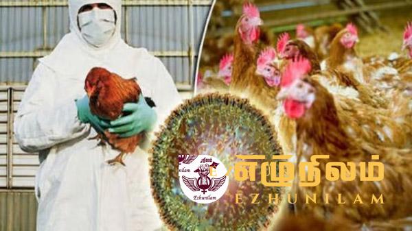 இந்தியாவில் இருந்து பரவும் பறவைக் காய்ச்சல்: இலங்கையை எச்சரிக்கும் உலக சுகாதார ஸ்தாபனம் இந்தியாவில் இருந்து பரவும் பறவைக் காய்ச்சல்: இலங்கையை எச்சரிக்கும் உலக சுகாதார ஸ்தாபனம்
