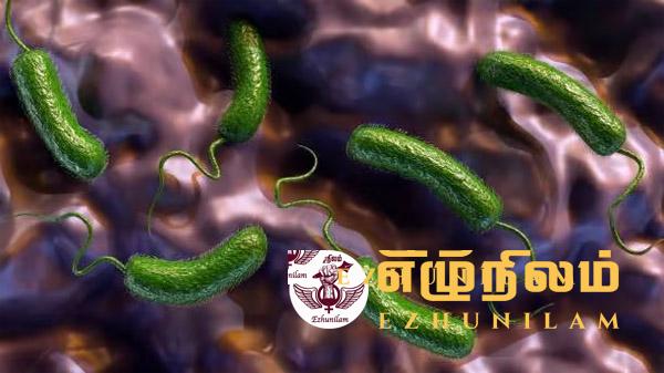 புளோரிடாவை அச்சுறுத்தும் ‘சதை உண்ணும்’ பக்டீரியா: 13 பேர் உயிரிழப்பு புளோரிடாவை அச்சுறுத்தும் ‘சதை உண்ணும்’ பக்டீரியா: 13 பேர் உயிரிழப்பு