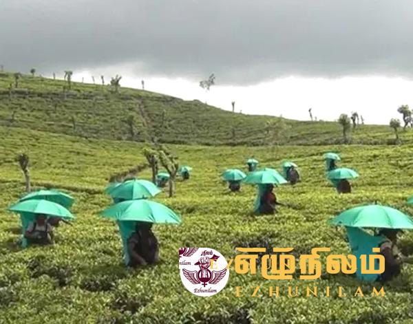 தோட்ட தொழிலாளர்களுக்கு புதிய குடையை அறிமுகப்படுத்த நடவடிக்கை தோட்ட தொழிலாளர்களுக்கு புதிய குடையை அறிமுகப்படுத்த நடவடிக்கை