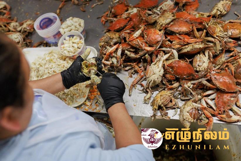 அமெரிக்க நண்டு இறக்குமதித் தடை: வடக்கில் 7,000 குடும்பங்களுக்கு வாழ்வாதார அச்சுறுத்தல் அமெரிக்க நண்டு இறக்குமதித் தடை: வடக்கில் 7,000 குடும்பங்களுக்கு வாழ்வாதார அச்சுறுத்தல்